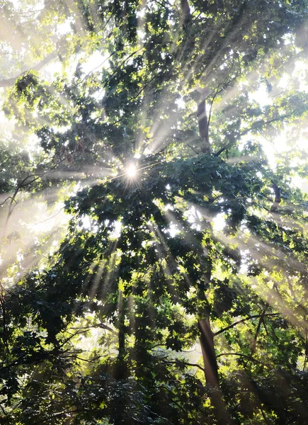 Lever Soleil Rapproché Dans Forêt — Photo