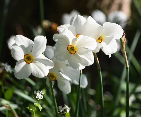 Sluitende Witte Narcissen Bloemen — Stockfoto