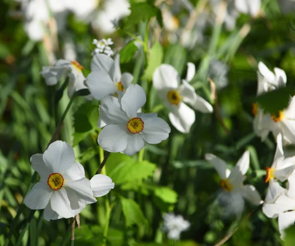 Sluitende Witte Narcissen Bloemen — Stockfoto