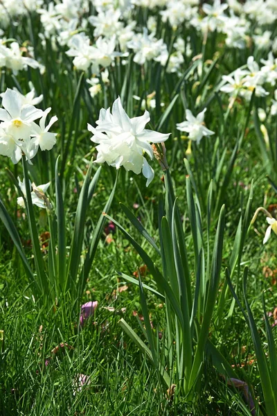 Närbild Vit Narcissus Blommor — Stockfoto