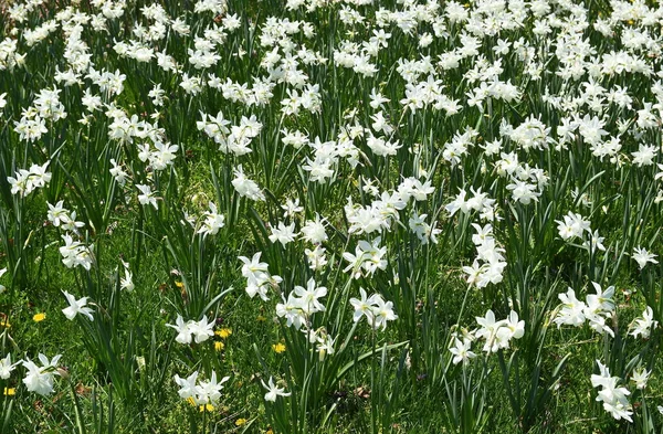 Primeros Planos Flores Narcisas Blancas — Foto de Stock
