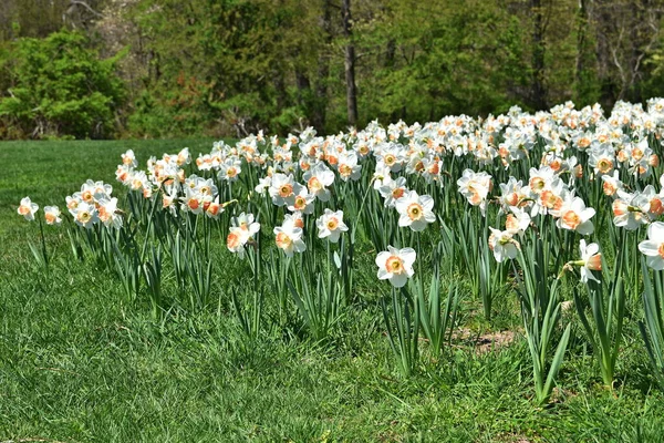 Sluitende Witte Narcissen Bloemen — Stockfoto