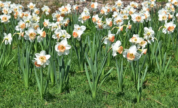 Sluitende Witte Narcissen Bloemen — Stockfoto