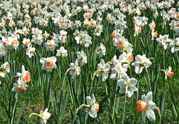 Sluitende Witte Narcissen Bloemen — Stockfoto