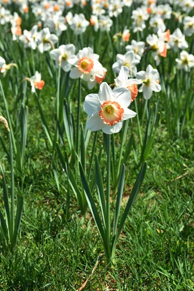 Sluitende Witte Narcissen Bloemen — Stockfoto