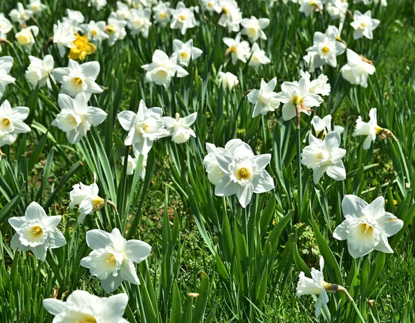 Primeros Planos Flores Narcisas Blancas — Foto de Stock