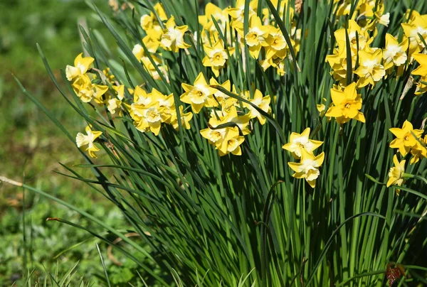Primeros Planos Flores Narcisas Amarillas — Foto de Stock