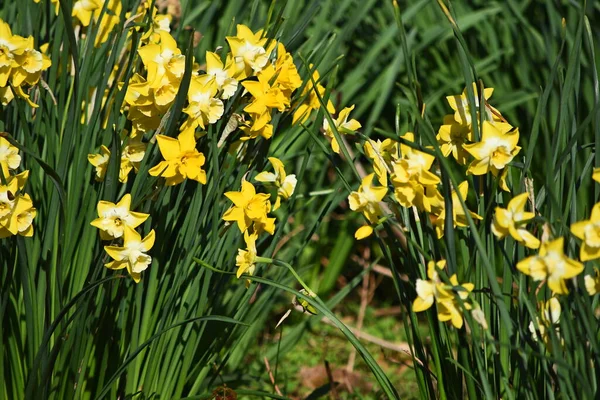 Primeros Planos Flores Narcisas Amarillas — Foto de Stock