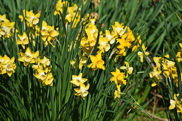 Sluitingsgele Narcissen Bloemen — Stockfoto