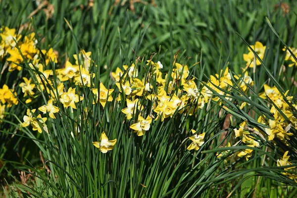 Sluitingsgele Narcissen Bloemen — Stockfoto