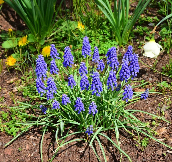 青ブドウのヒヤシンスの花 — ストック写真