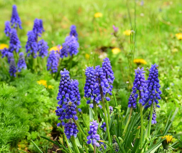 青ブドウのヒヤシンスの花 — ストック写真