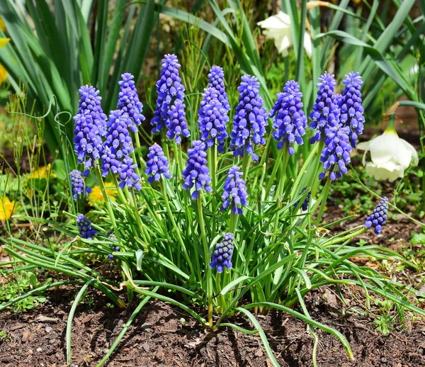 Jacintos Uva Azul Flores — Foto de Stock