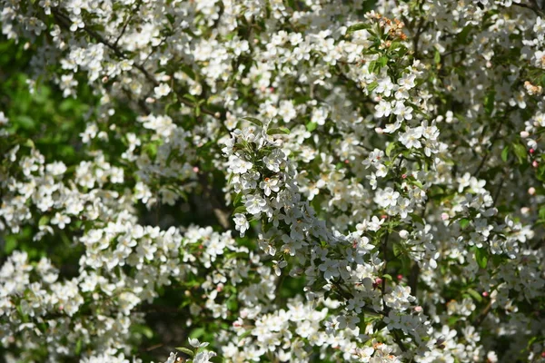 Closeup Árvore Flor Maçã — Fotografia de Stock