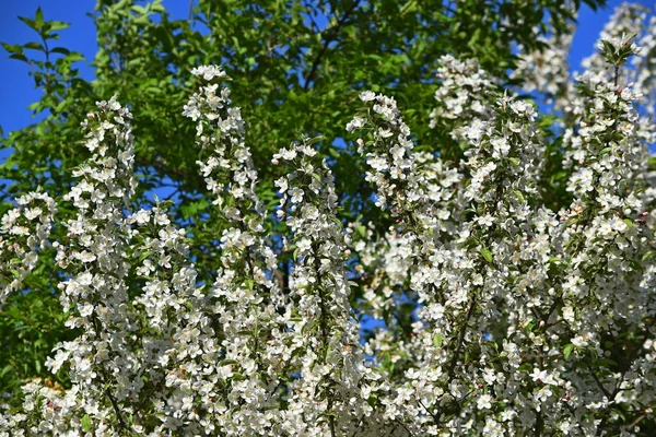 Closeup Árvore Flor Maçã — Fotografia de Stock