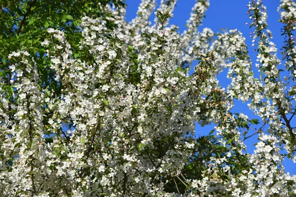 Closeup Árvore Flor Maçã — Fotografia de Stock