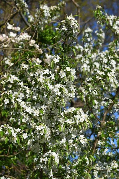 Closeup Árvore Flor Maçã — Fotografia de Stock