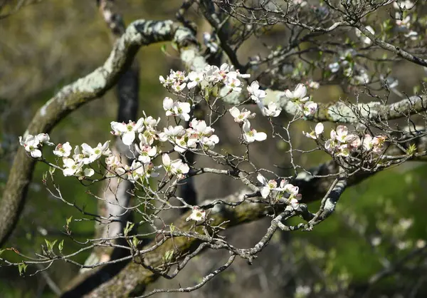 Gros Plan Cornouiller Fleur — Photo