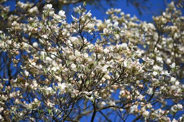 Closeup Dogwood Árvore Flor — Fotografia de Stock