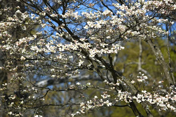 Gros Plan Cornouiller Fleur — Photo