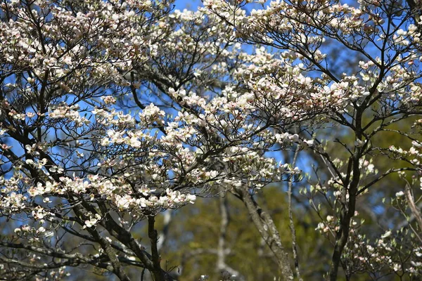 Closeup Dogwood Tree Blossom — Stock Photo, Image