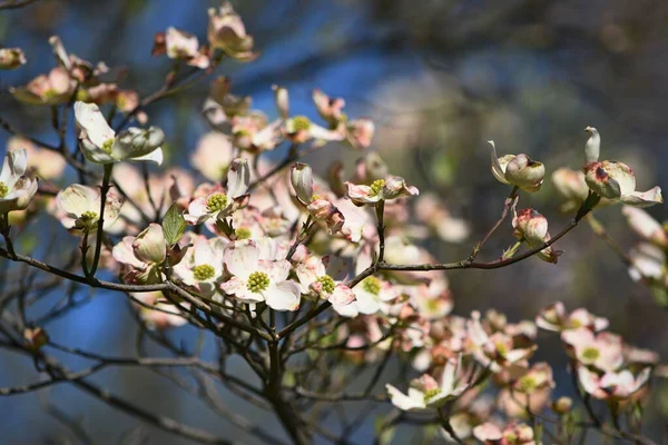 Gros Plan Cornouiller Fleur — Photo