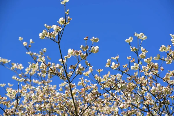 Closeup Dogwood Tree Blossom — Stock Photo, Image