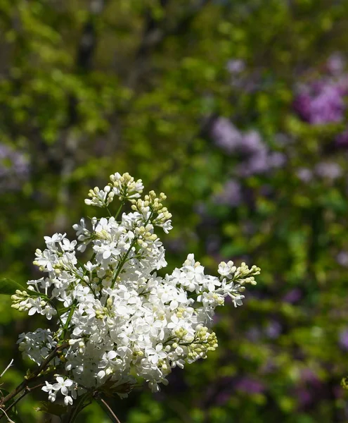 Primeros Planos Flores Lila Blanca — Foto de Stock