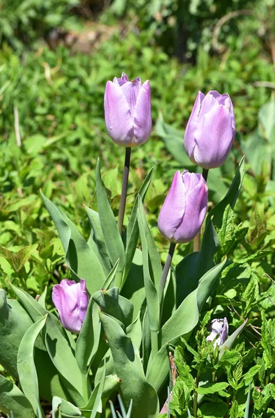 Szekrény Rózsaszín Tulipán Virágok — Stock Fotó