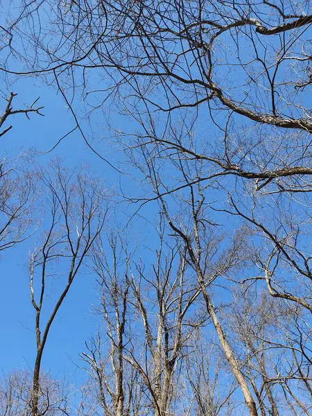 Baumwipfel Aus Nächster Nähe Blauer Himmel — Stockfoto