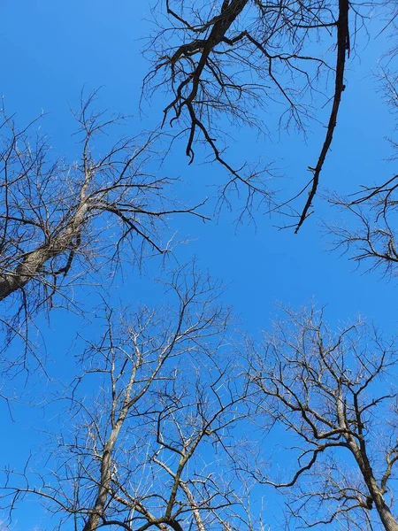 Baumwipfel Aus Nächster Nähe Blauer Himmel — Stockfoto