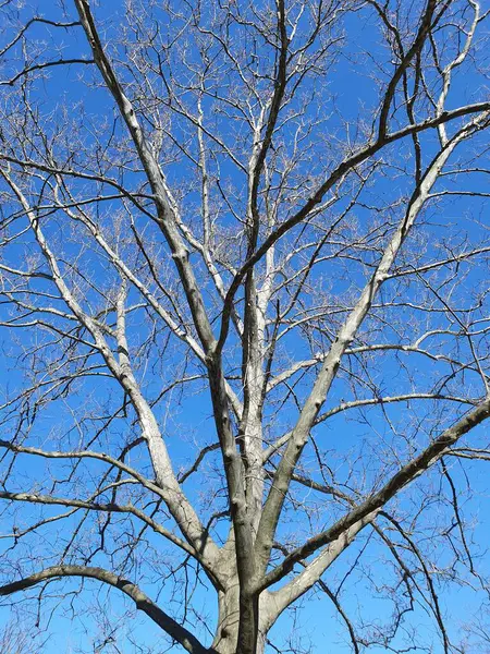 Baumwipfel Aus Nächster Nähe Blauer Himmel — Stockfoto