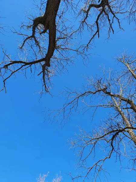 Baumwipfel Aus Nächster Nähe Blauer Himmel — Stockfoto