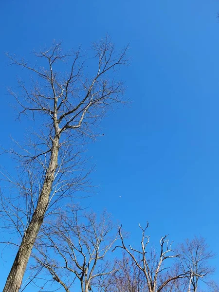 Baumwipfel Aus Nächster Nähe Blauer Himmel — Stockfoto