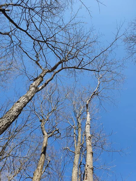 Közelíts Fák Tetejére Kék — Stock Fotó