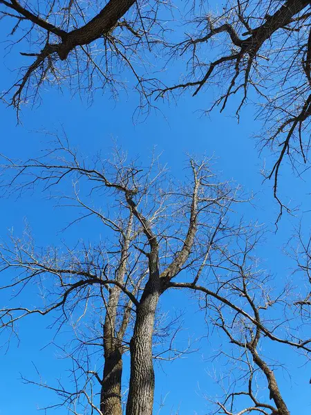 Κλείστε Treetops Μπλε Ουρανό — Φωτογραφία Αρχείου