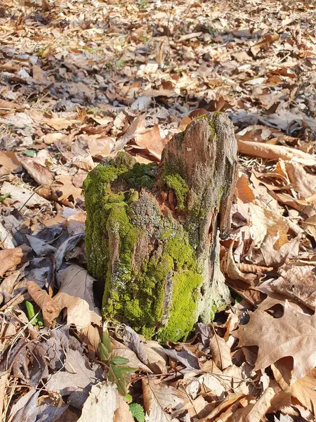 Textura Tronco Árbol Primer Plano — Foto de Stock