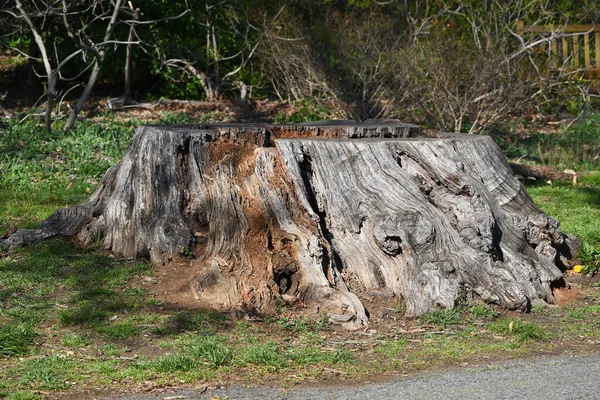 Textura Tronco Árbol Primer Plano — Foto de Stock