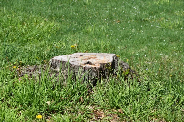 Closeup Tree Stump Texture — Stock Photo, Image