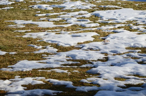 Close Smeltende Sneeuw Achtergrond — Stockfoto