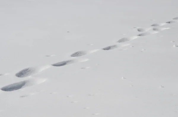 Closeup Snow Texture Background — Stock Photo, Image