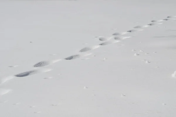 Closeup Snow Texture Background — Stock Photo, Image