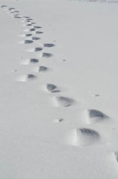 Animal Tracks Snow — Stock Photo, Image