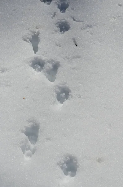 Тваринні Сліди Снігу — стокове фото