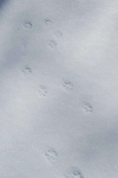 Animal Tracks Snow — Stock Photo, Image