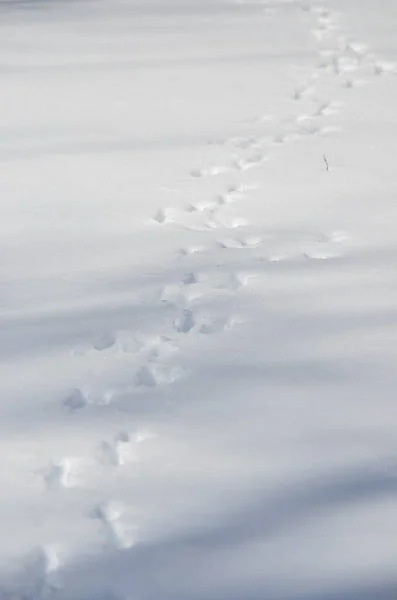 Animal Tracks Snow — Stock Photo, Image