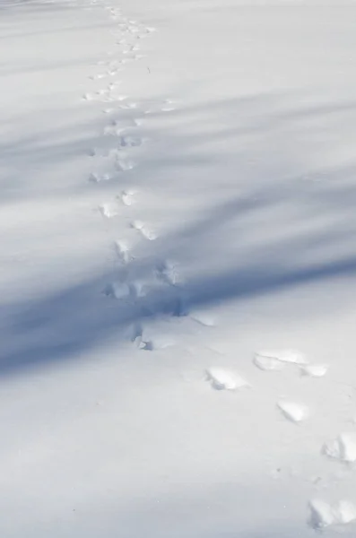 Huellas Animales Nieve —  Fotos de Stock