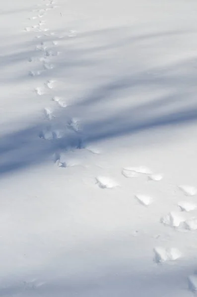 Huellas Animales Nieve —  Fotos de Stock