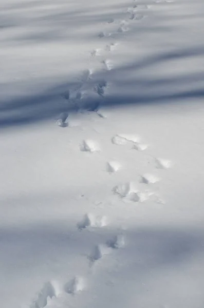 Animal Tracks Snow — Stock Photo, Image