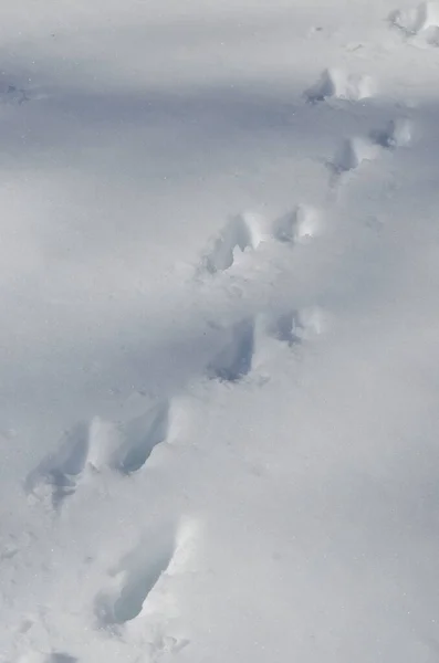 Animal Tracks Snow — Stock Photo, Image
